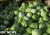 Iceberg lettuce supplier being investigated by FDA as source of cyclosporiasis outbreak