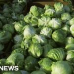 Iceberg lettuce supplier being investigated by FDA as source of cyclosporiasis outbreak