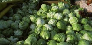 Iceberg lettuce supplier being investigated by FDA as source of cyclosporiasis outbreak